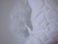 DSCN7921.JPG
